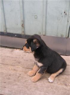 Rottweiler- Weymaraner Hundewelpen