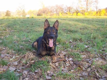 Hund in liebevolle Hände abzugeben