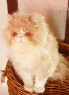 Perser & Exotic Shorthair Kitten