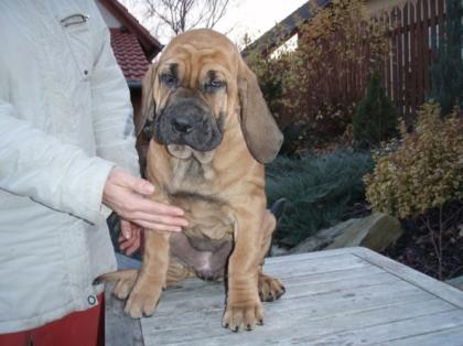 Fila Brasileiro Welpen