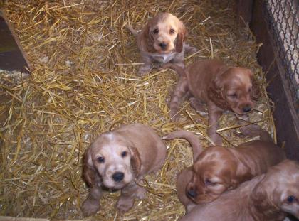 Süße English Cockerspaniel Welpen