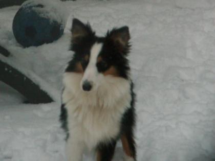 Sehr hübscher Sheltie Rüde in tricolor mit Papier