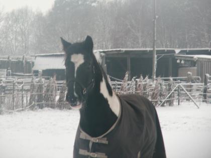 Brain, Irish Cob (Tinker) Wallach, 6J., 155cm, kräftig gebaut, 