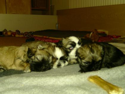 Reinrassige shih-tzu welpen