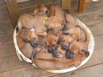 Rhodesian Ridgeback Welpen