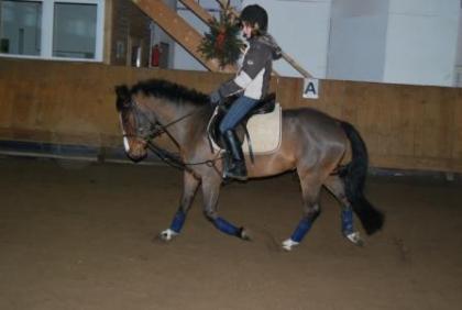 5jähriger deutscher Reitpony-Wallach