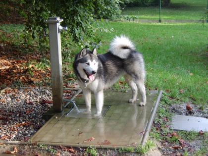 Reinrassiger Alaskan Malamute