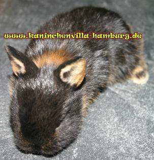 Auffangstation gibt Tiere ab (Jungtiere und Erwachsene)