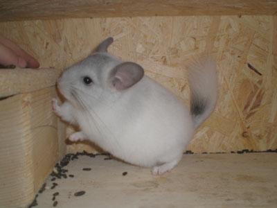 Chinchillas