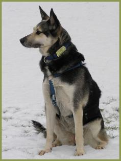 Shilla, Schäferhund-Husky-Mix, 5 Jahre, w