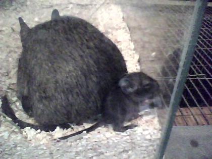 Degu-Familie sucht neues Zuhause!