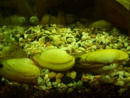 Biete Teichmuscheln versch. Arten!!! Muscheln Teich Aquarium