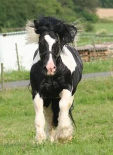 Gekörter Irish Cob Deckhengst