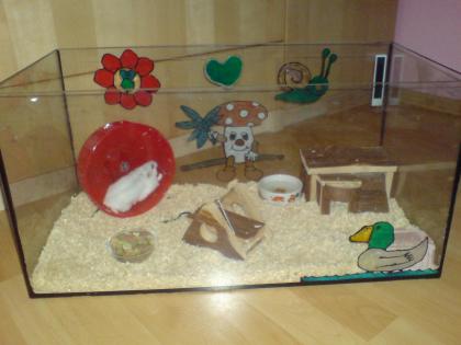 Dschungarischer Zweghamster + Terrarium in liebevolle Hände abzugeben!