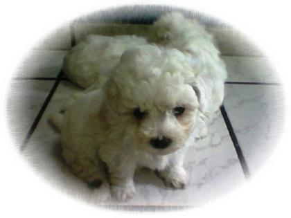  sofort zur Abgabe Bichon Frise Welpen