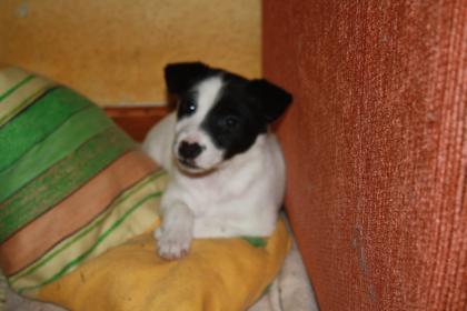 Parson Jack Russel Mixmädchen