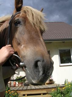 Reitbeteiligung in der Nähe von Cottbus