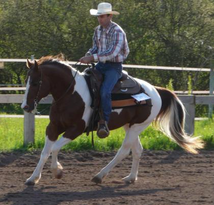 Gekörter Painthengst - chestnut tobiano