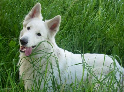 Wurfankündigung Weisse Schäferhunde