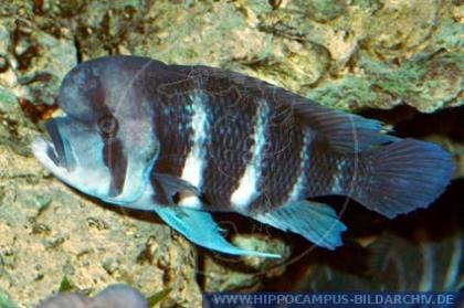 Cyphotilapia Frontosa