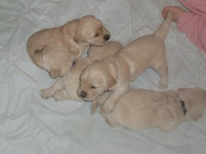 Golden Retriever Welpen