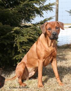 Suche nette, hübsche, reinrassige und gesunde Ridgeback-Hündin zum Decken!!!