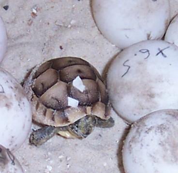 Griechische u. Maurische Landschildkröten