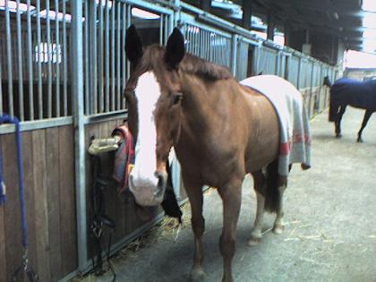 Pferd sucht Reiter!