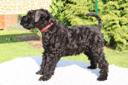 Kerry Blue Terrier Welpen  -  NICHT Haarend-