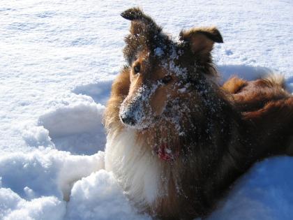 Biete wunderschönen Collie-Rüde zum decken