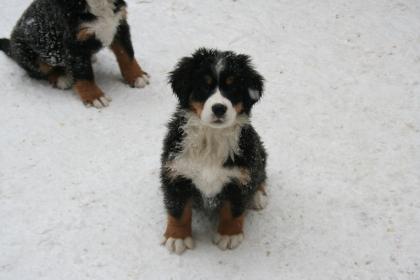 Süße Berner Sennen-Hundewelpen Rüden