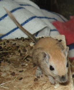 Gerbils zu verkaufen