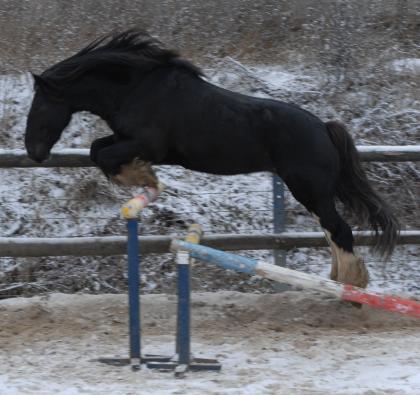 Deckhengst Aldebaran hat noch Termine zum Decken frei