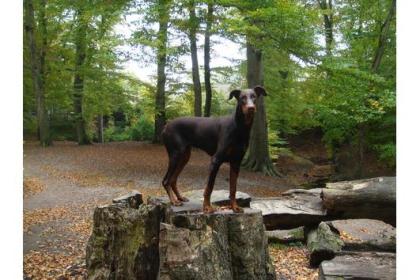 Dobermannrüde Braun 11 monate abzugeben