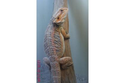 Bartagamen (Weibchen, Pogona Vitticeps) 