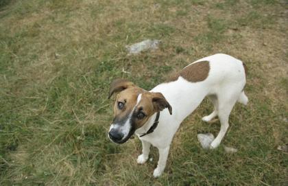 Border Collie/ Whippet Mischling 