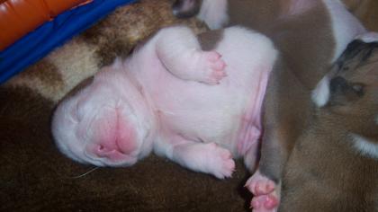 Englische Bulldogge, wir haben Welpen abzugeben, seriöse Zucht