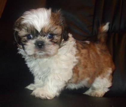 Shih Tzu Babys