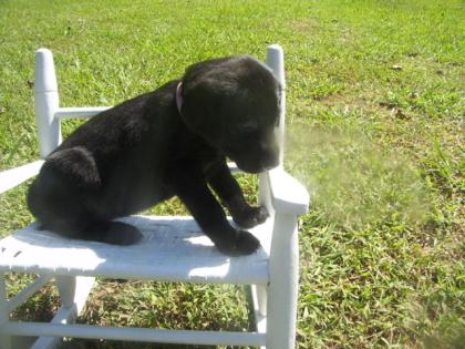 Gesunde Labrador Retriever Welpen