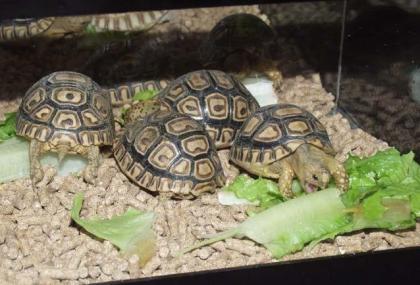 Paar-Schildkröten von Unserem Garten Zum Verkauf..