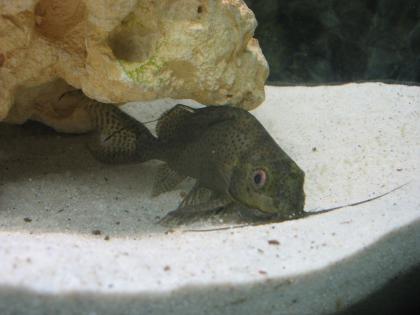 Seltenen Synodontis Eupterus abzugeben