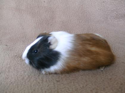 Meerschweinböckchen abzugeben