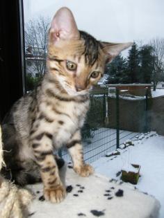 Bengalbabys in brown rosetted und mink