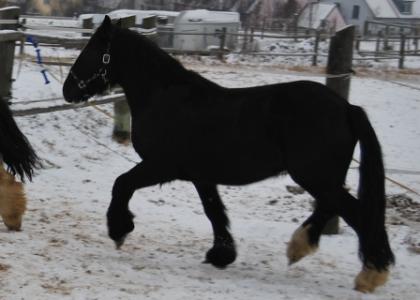 4jähriger Tinker-Wallach