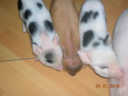 Microschwein/Minischwein/Sau/Eber