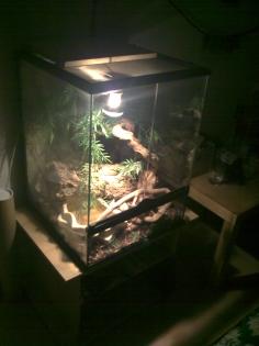 Kettenattern + Terrarium zu Verkaufen