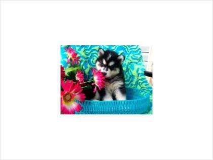 Arctic Shores Zwinger *** Siberian Husky Puppy For Sale