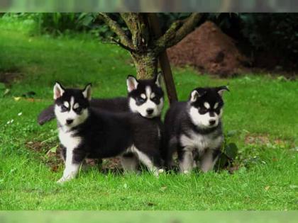 Reinrassige Siberian Husky Welpen..