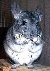 Chinchilla-Männchen abzugeben