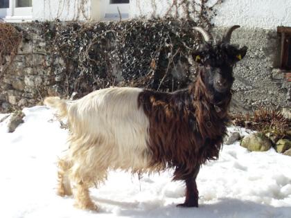 Schöner Walliser Schwarzhalsziegenbock